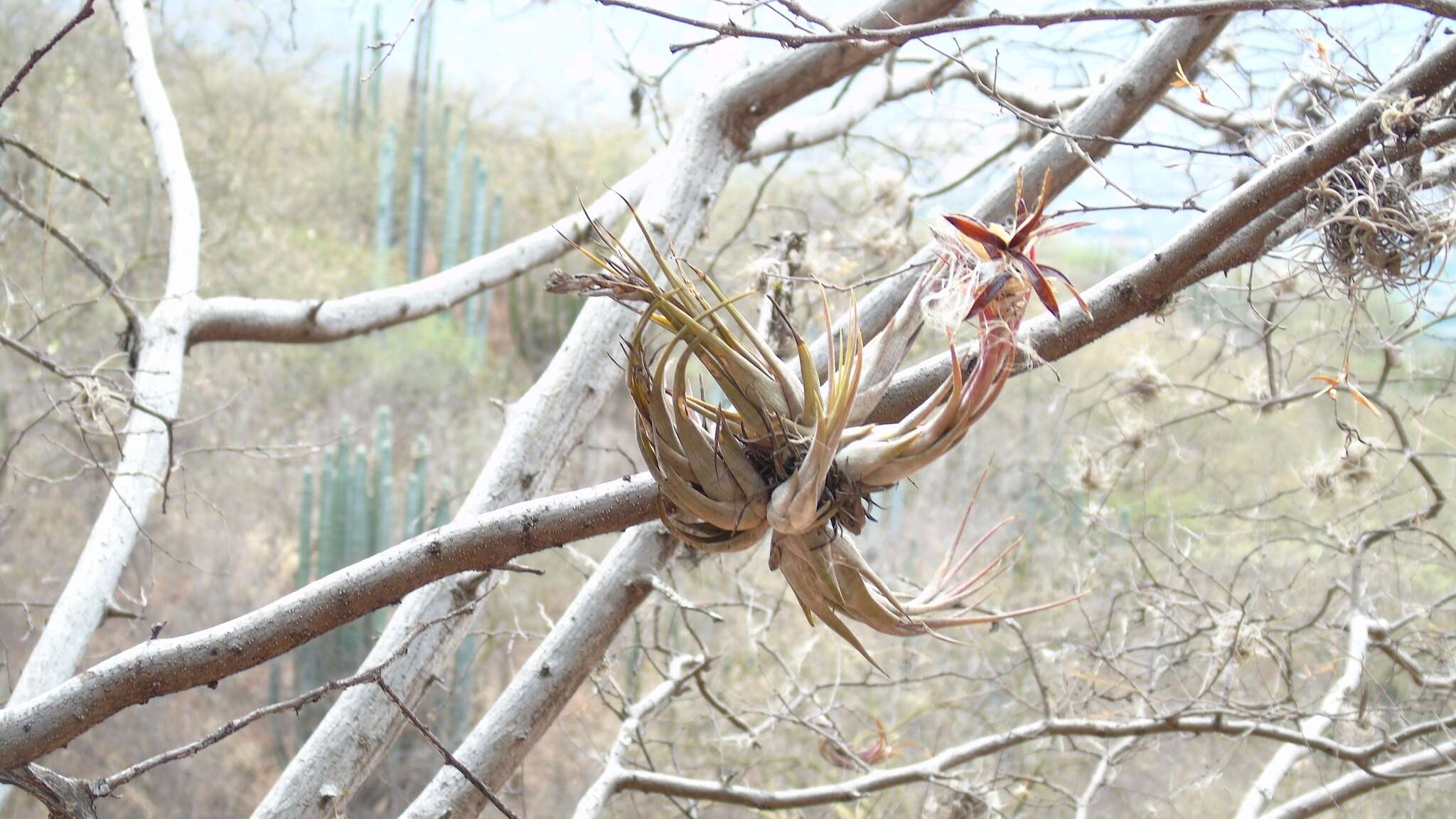 Image de Tillandsia circinnatioides Matuda