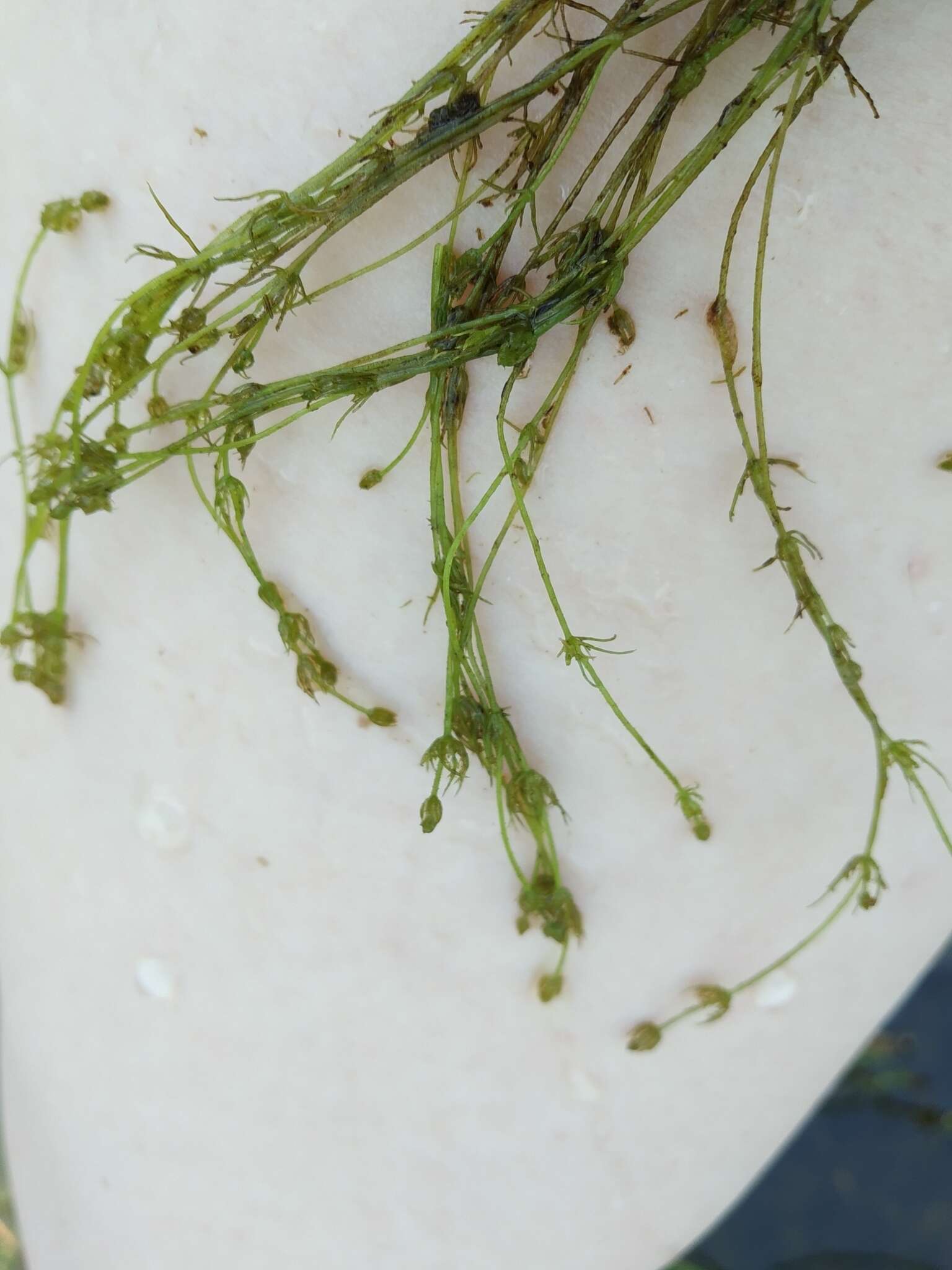 Image of Opposite Stonewort