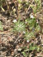 Image of Baja Pincushion-Plant