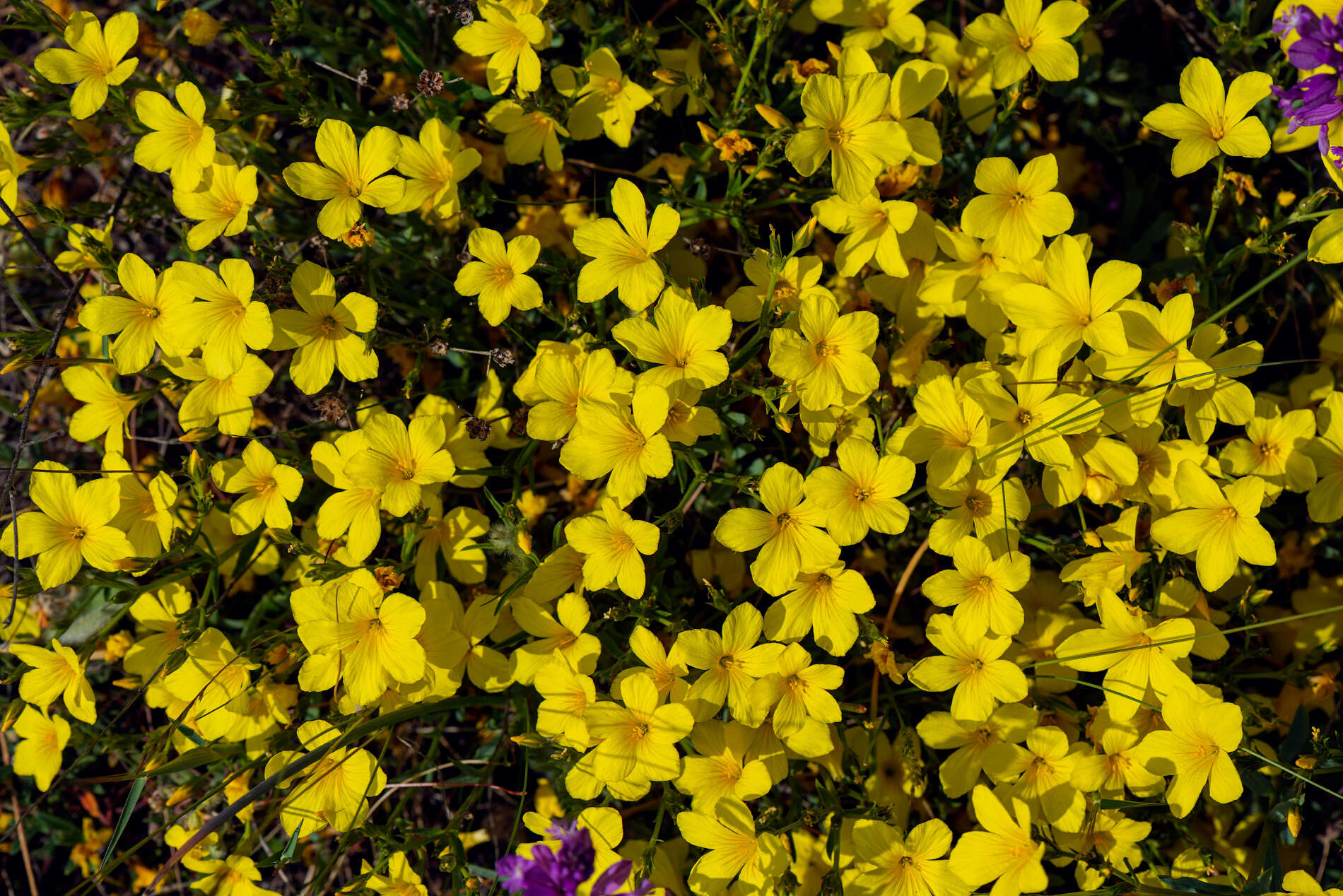 Image of Linum tauricum Willd.