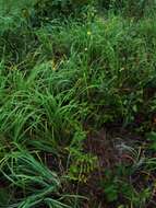 Image of incised agrimony