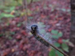 Image of The Laugher Moth