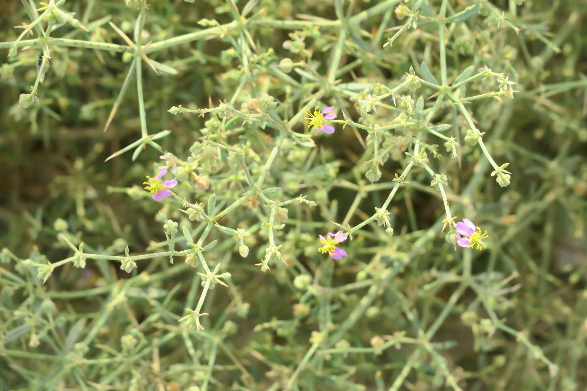 Image of Fagonia indica Burm. fil.