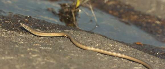 Image of Tetradactylus africanus Gray 1838