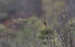 Image of Crested Finchbill