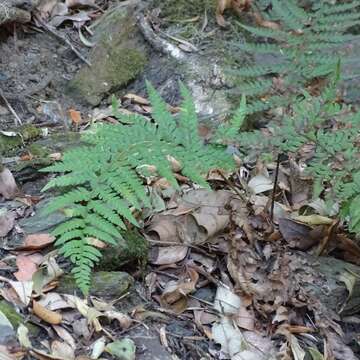 Image de Polystichum chilense (Christ) Diels