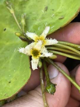 Image of Nymphoides brevipedicellata (Vatke) A. Raynal