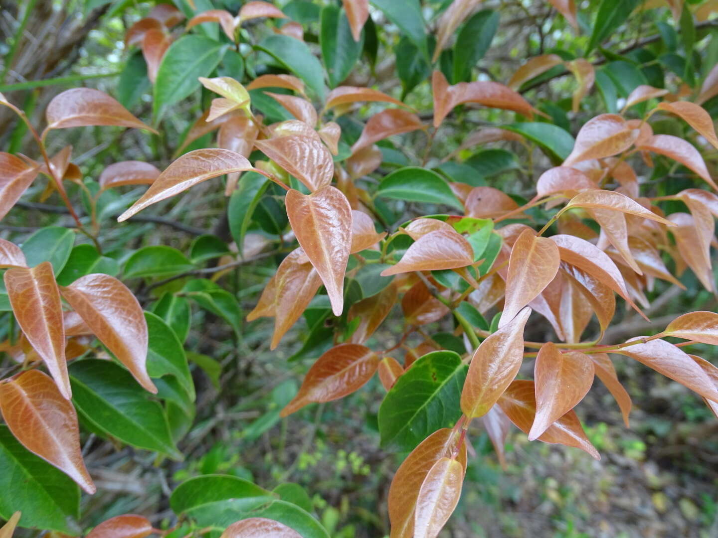 Image of Pentaphylax euryoides Gardner & Champ.