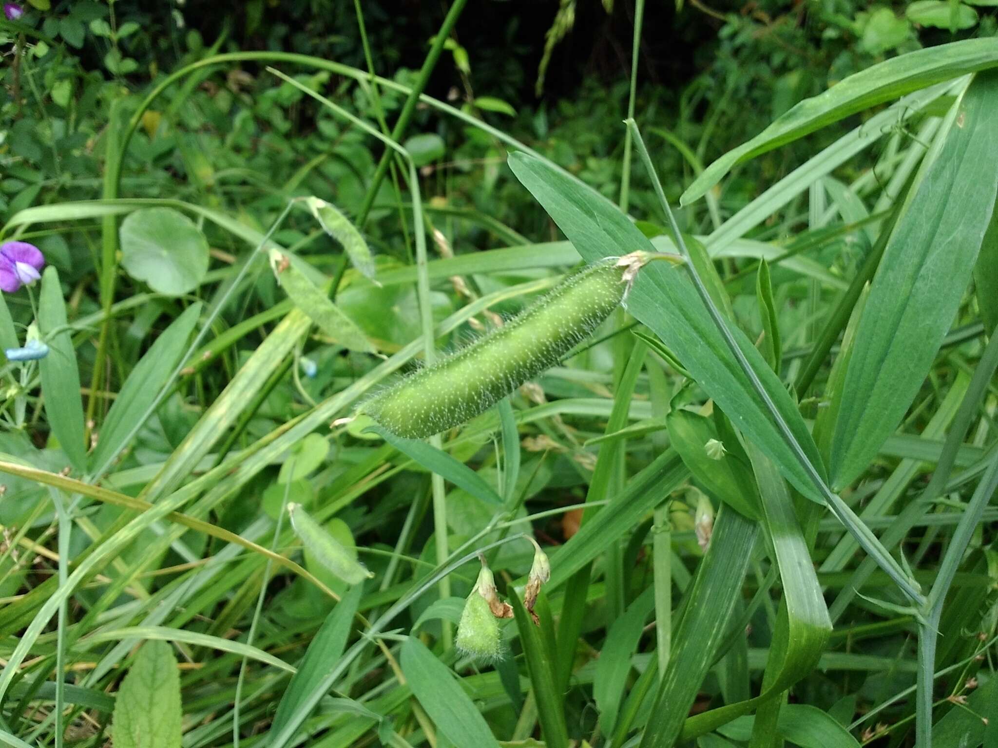 Image of Caley Pea