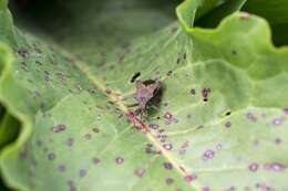 Image of Coreus