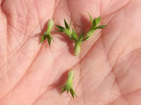 Image of Trifolium obscurum Savi