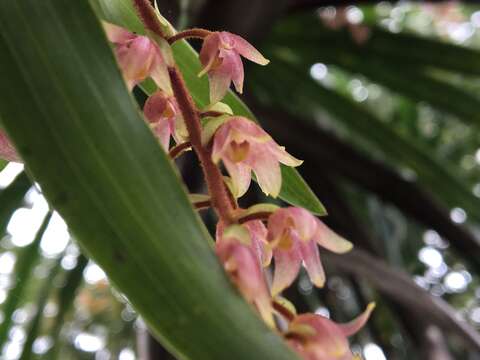 Image of Pinalia formosana (Rolfe) Ormerod