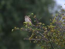 Image of Red-backed Shrike