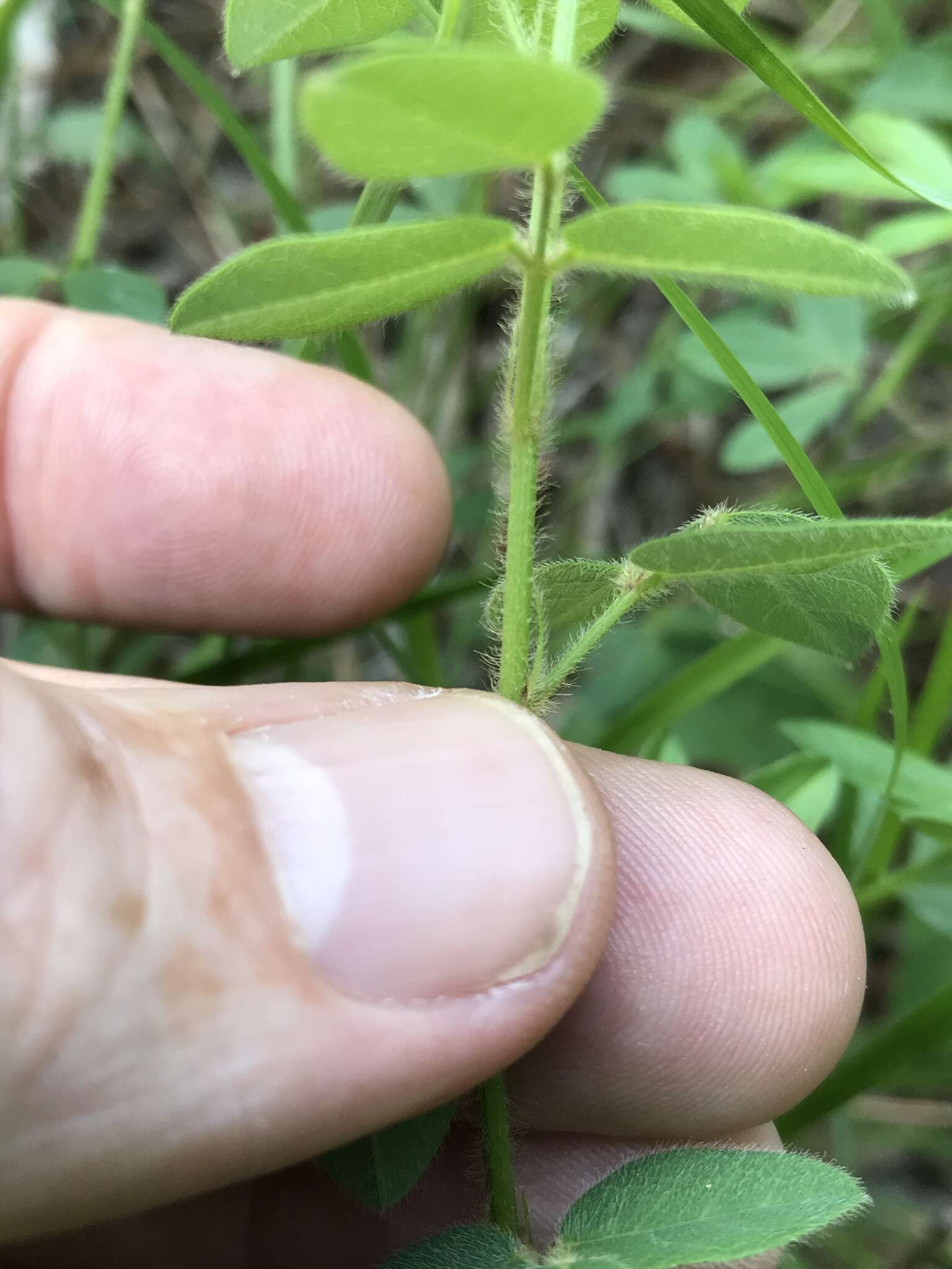 Imagem de Desmodium ciliare (Willd.) DC.