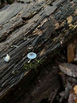 Image of Mycena cyanocephala Singer 1969