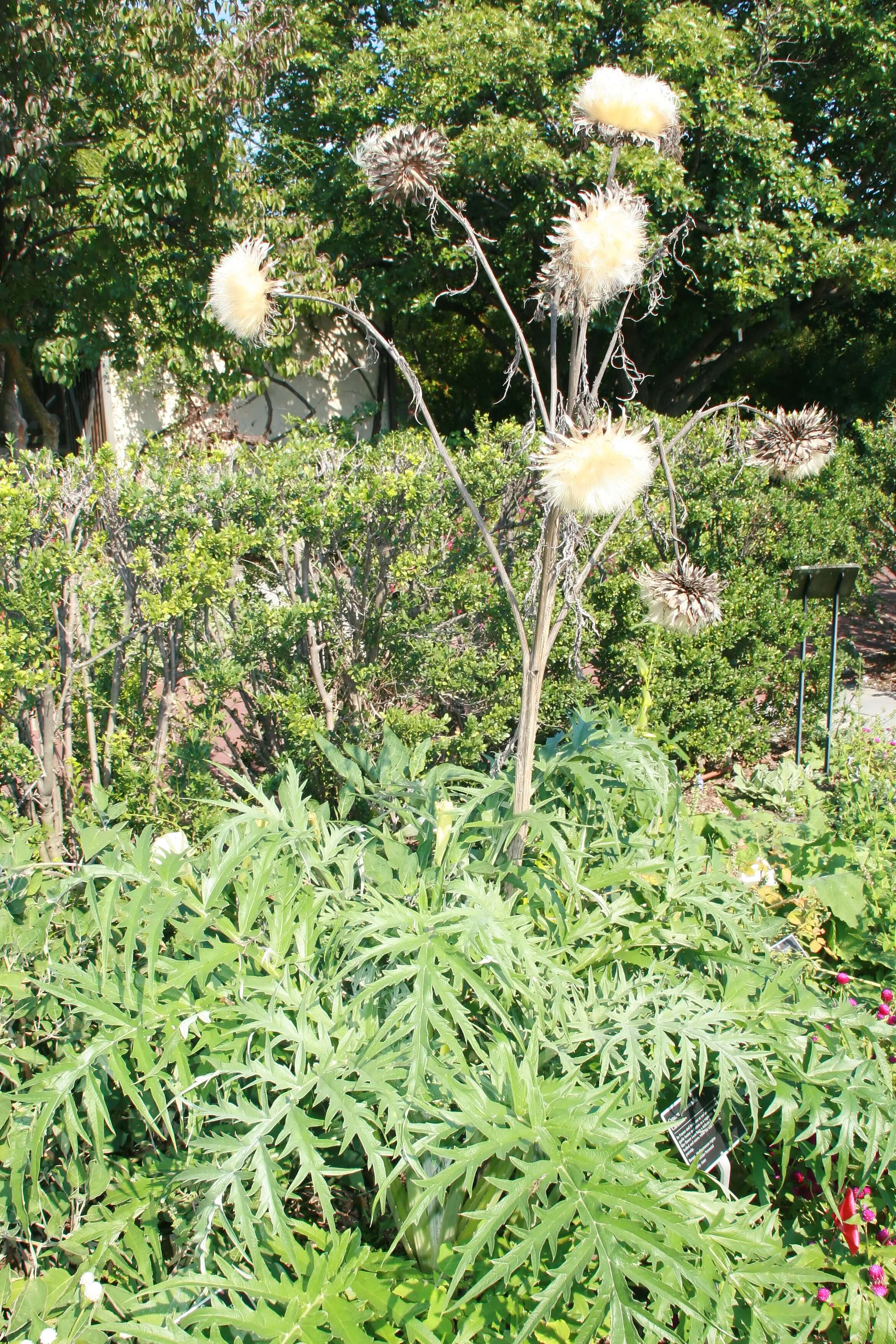 Image of cardoon