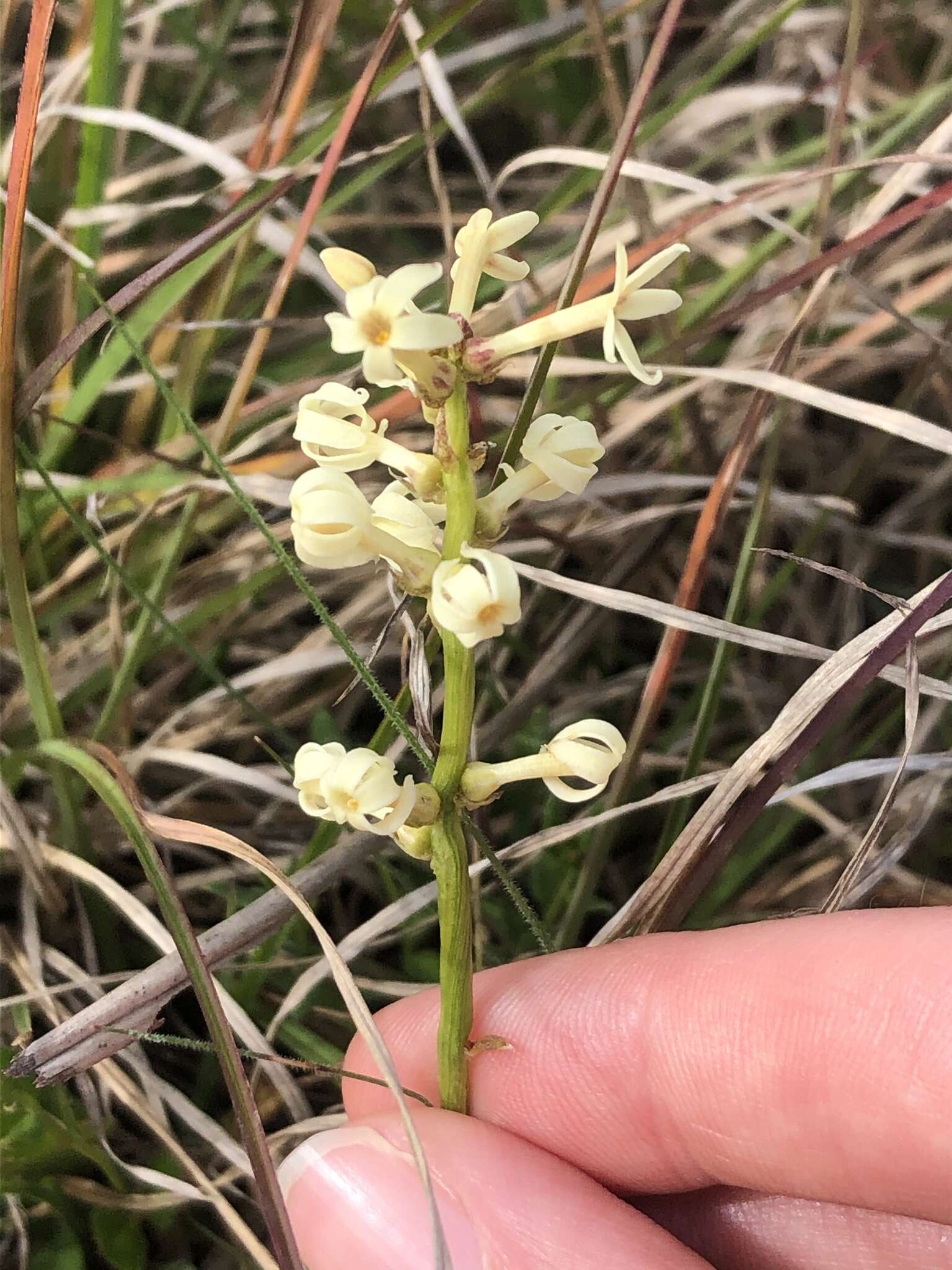 Слика од Stackhousia subterranea W. R. Barker