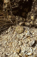 Image of Echinocereus schereri G. Frank