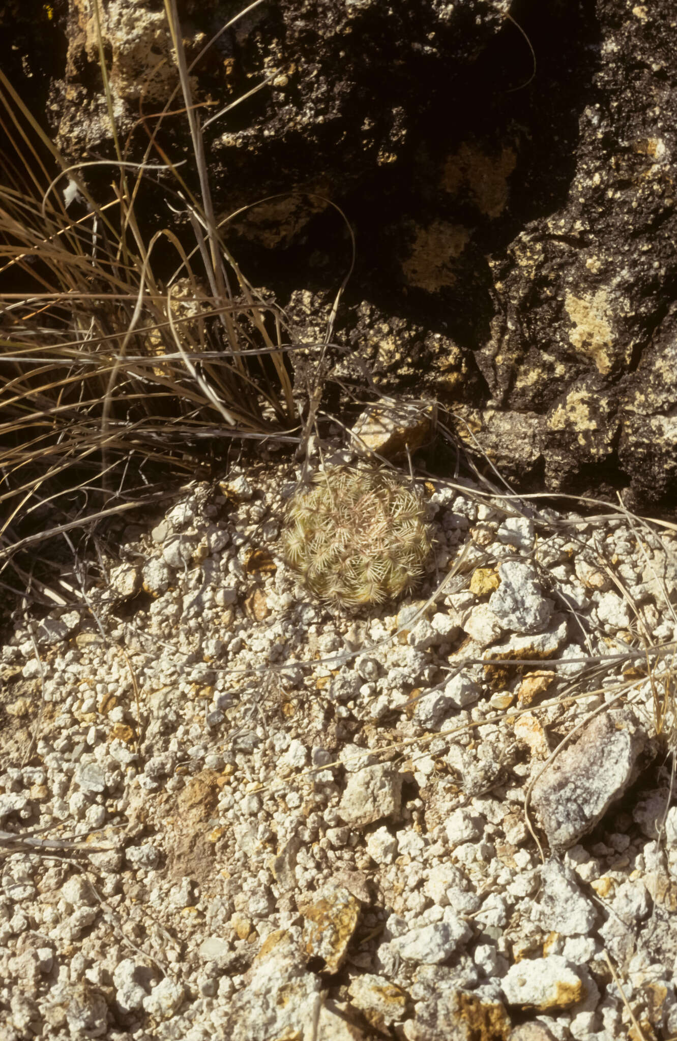 Image of Echinocereus schereri G. Frank