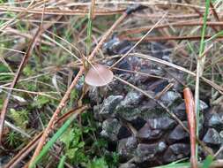 Image of Mycena seynii Quél. 1877