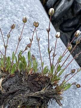 Image of Bog Stitchwort