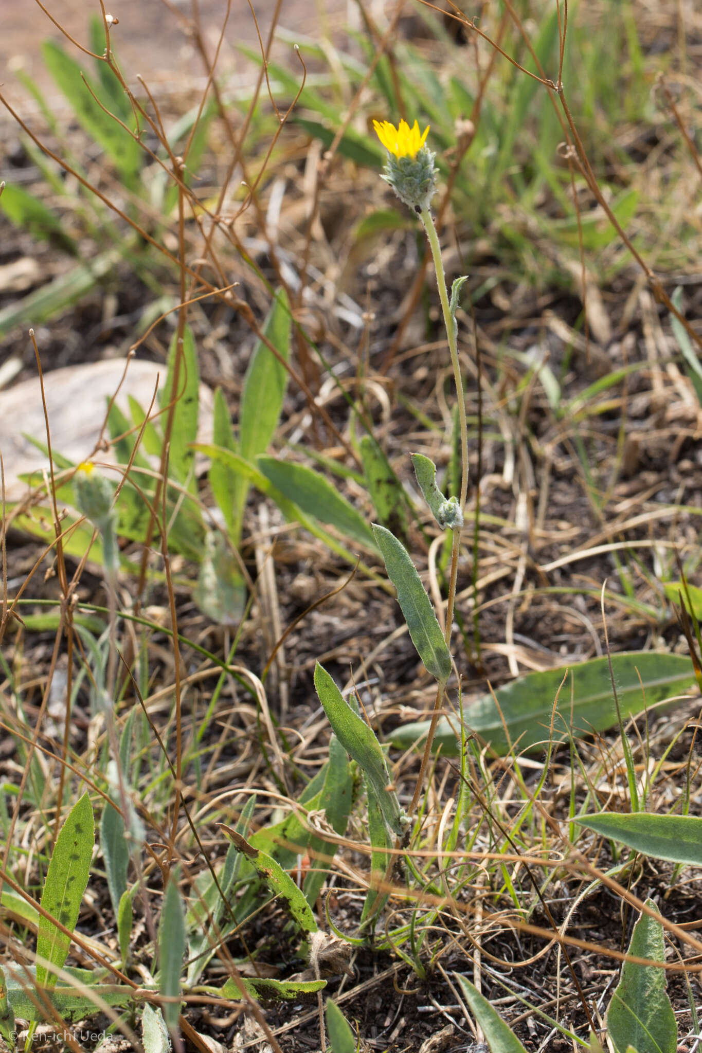 Image of clustered goldenweed