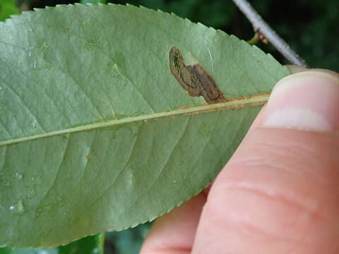 Image of Stigmella slingerlandella (Kearfott 1908) Wilkinson et al. 1979