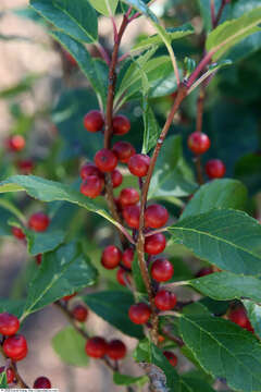 Image of Michigan holly