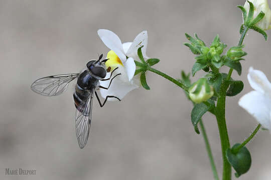 Plancia ëd Betasyrphus intersectus (Wiedemann 1824)