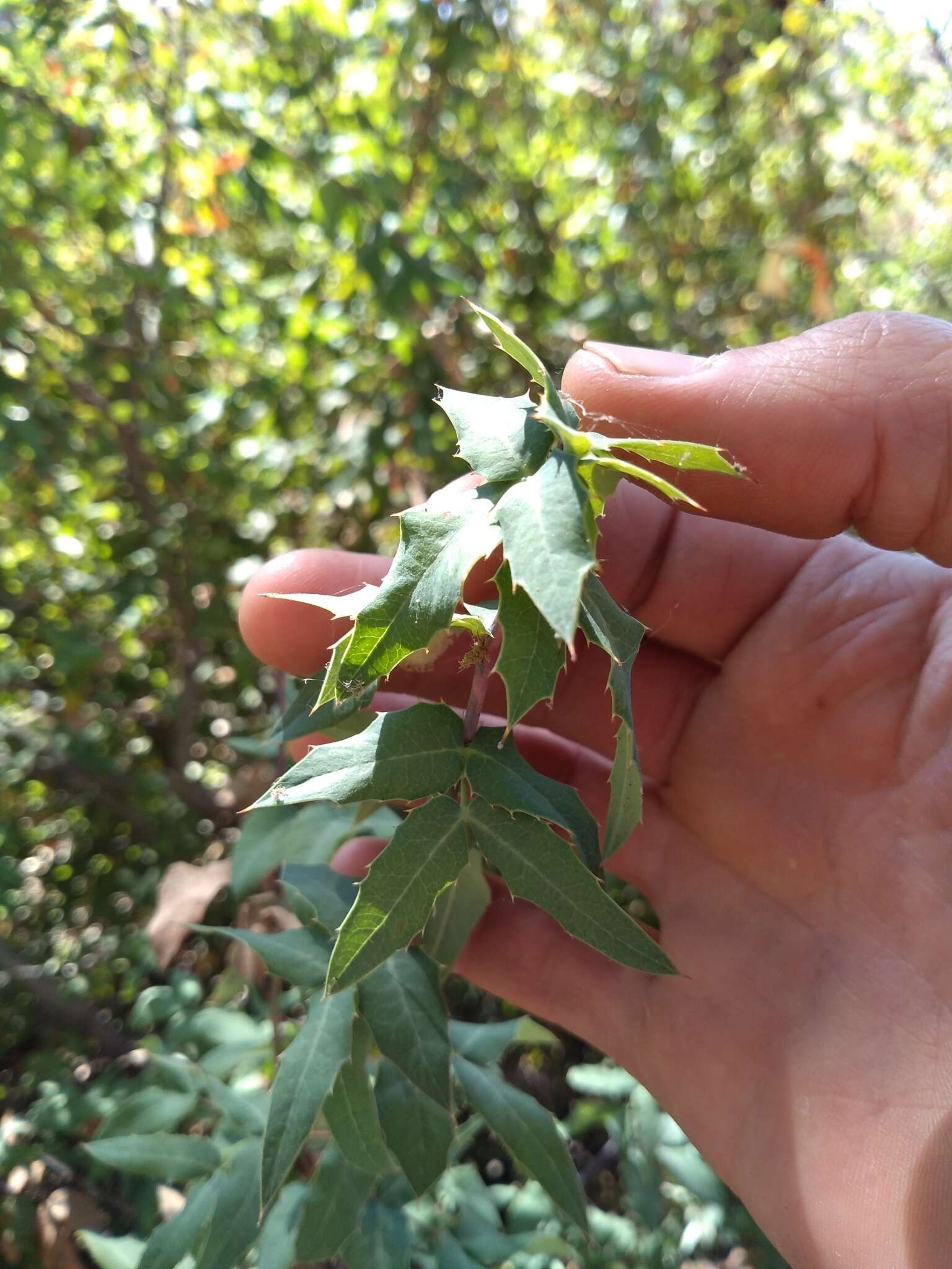 Image of Nevin's barberry