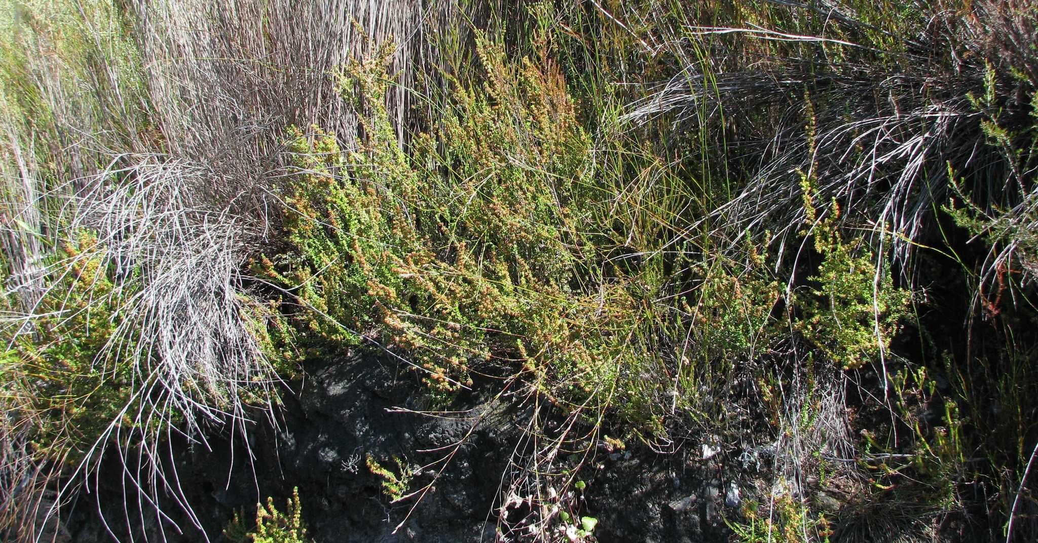 Image of Erica cordata var. cordata