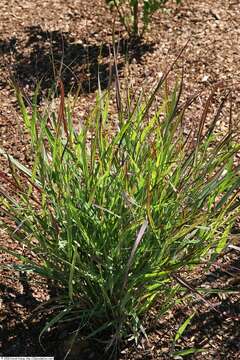 Imagem de Panicum virgatum L.