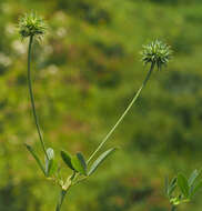 Plancia ëd Trifolium leucanthum M. Bieb.