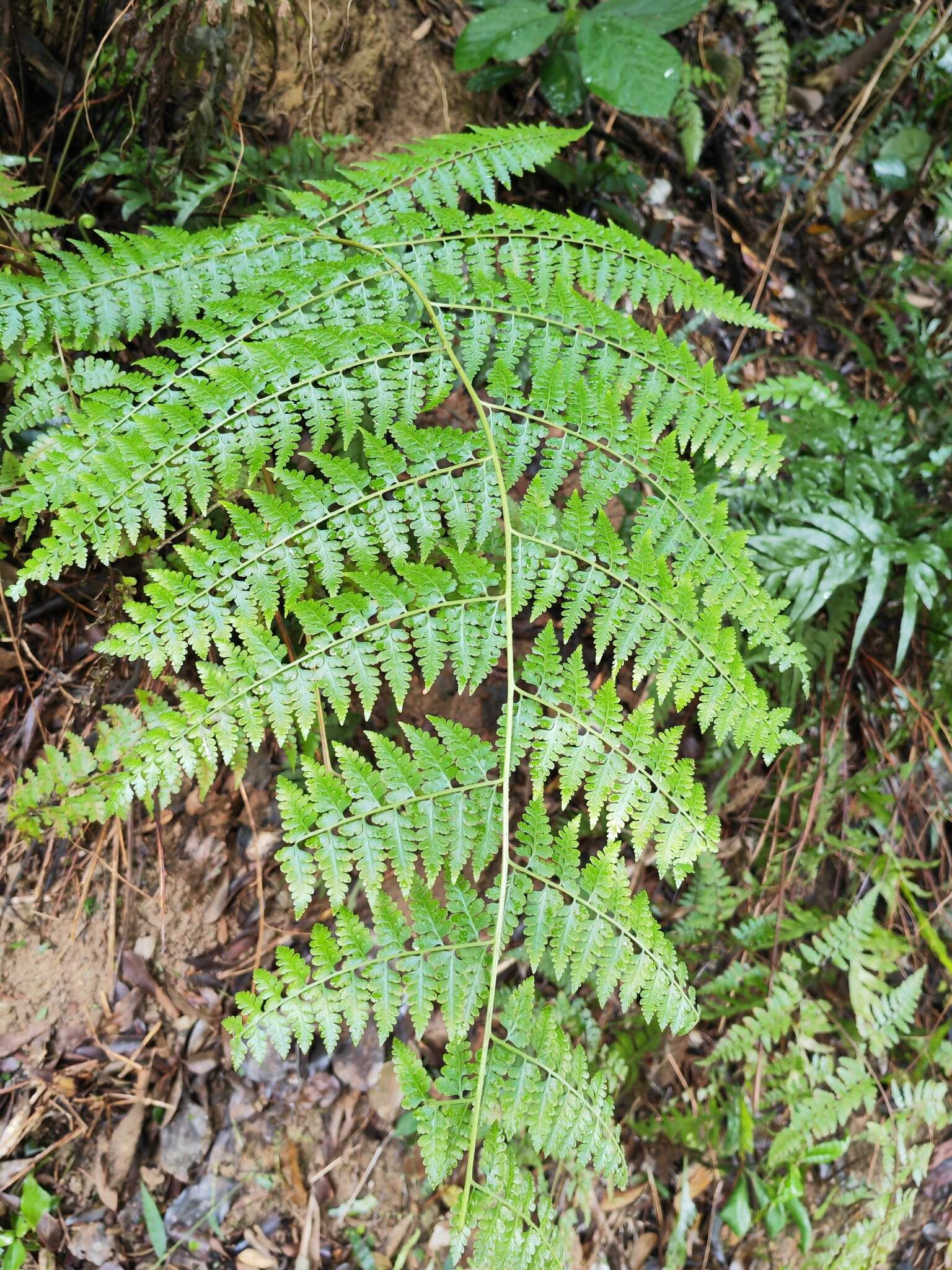 Image of Microlepia nepalensis (Spreng.) Fraser-Jenkins, Kandel & Pariyar