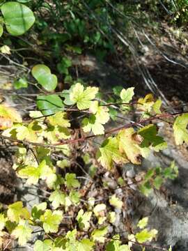 Image of granite gooseberry