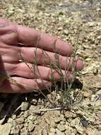 صورة Astragalus cusickii var. sterilis (Barneby) R. C. Barneby