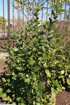 Plancia ëd Aronia melanocarpa (Michx.) Elliott