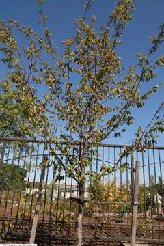 Image of eastern hophornbeam