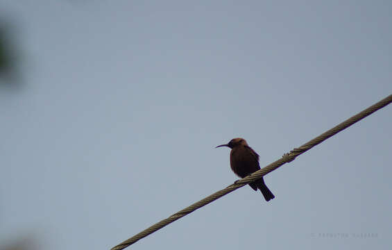 Image of Carmelite Sunbird