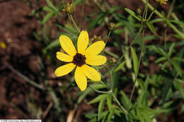 Image of tall tickseed