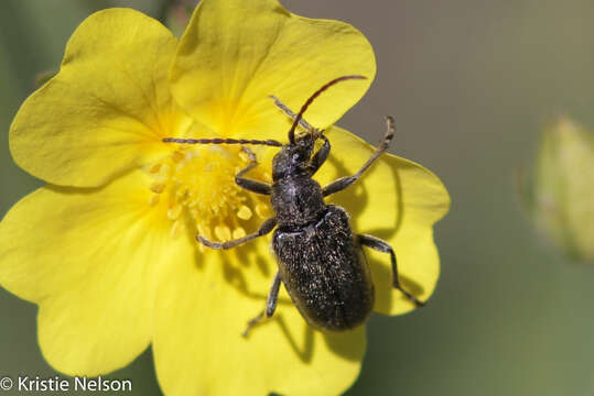 Sivun Brachysomida californica (Le Conte 1851) kuva