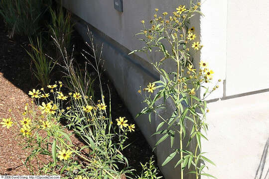 صورة Coreopsis tripteris L.