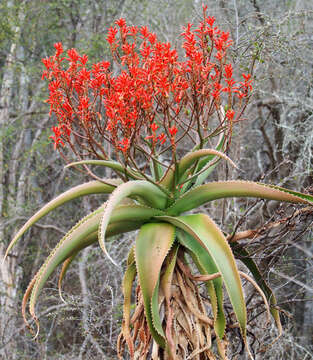 صورة Aloe vaombe Decorse & Poiss.