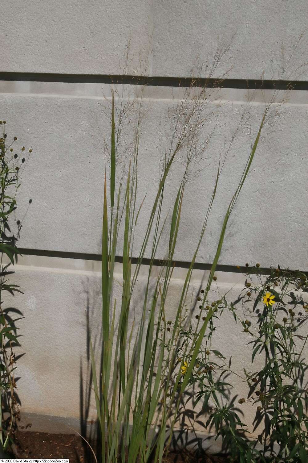 Imagem de Panicum virgatum L.