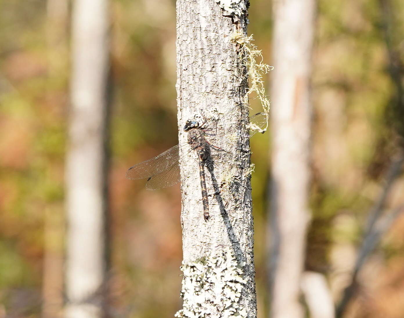 Image of Austroaeschna subapicalis Theischinger 1982