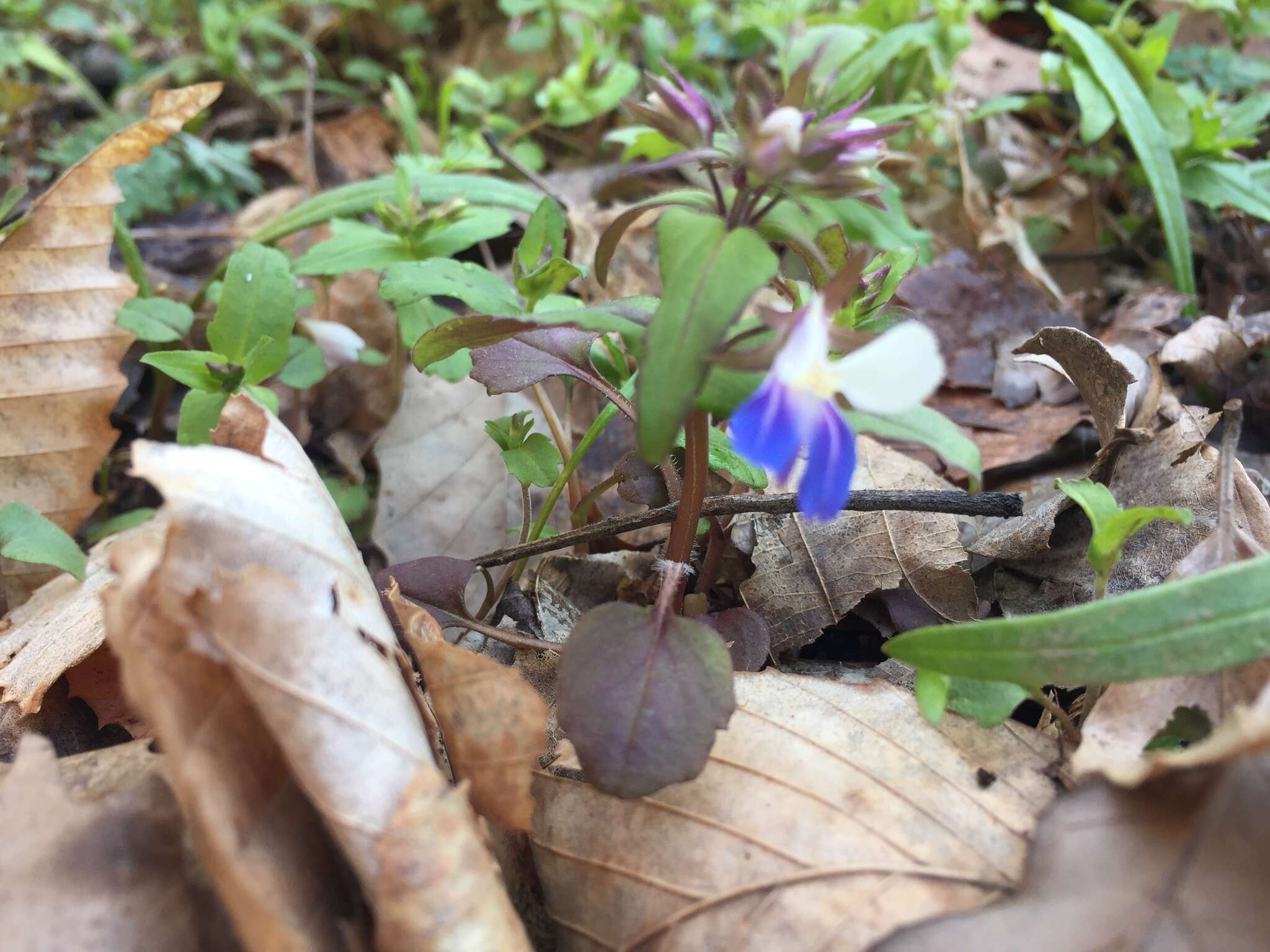 Image of spring blue eyed Mary