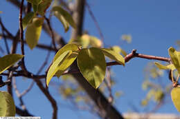 Image of Amelanchier grandiflora Rehd.