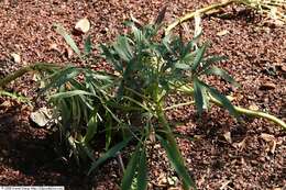 Image of Stinking Hellebore