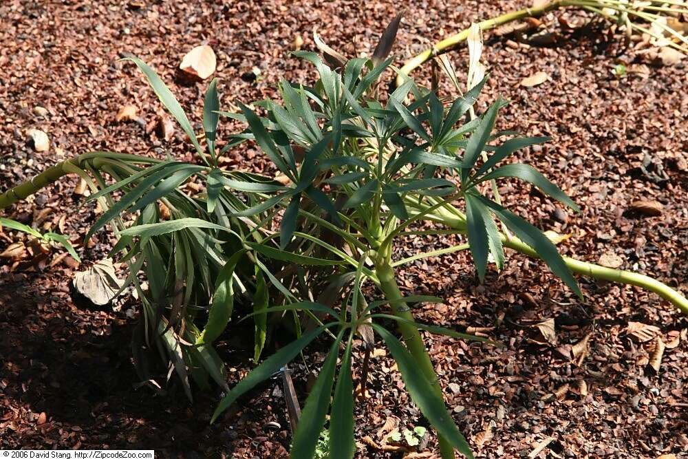 Image of Stinking Hellebore