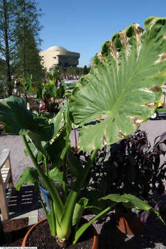 Imagem de Alocasia macrorrhizos (L.) G. Don